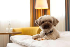 a small white dog sitting on top of a bed at Vienna House by Wyndham Baltic Stralsund in Stralsund