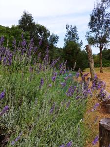 un campo de flores púrpuras con árboles en el fondo en Agricamping Ponteraggio n.1 en Dolceacqua