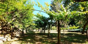 Agricamping Ponteraggio n.1外面的花园