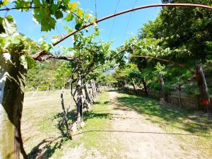 Agricamping Ponteraggio n.1外面的花园
