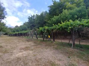 多尔切阿夸Agricamping Ponteraggio n.1的相册照片