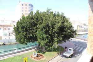 un gran árbol al lado de una calle en Hostal Mengual, en Gandía