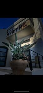 una pianta in un vaso di fronte a un edificio di Myrthe Apartments a Myrtos