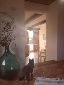 Un gato negro sentado en una sala de estar con un jarrón. en Fantastic Apartment in the Heart of Toscana, en Castiglion Fiorentino