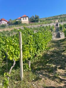 a vineyard with a bunch of green vines at Ferienhaus Traminer im Weinberg in Freyburg