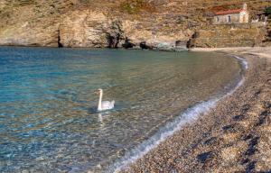a swan swimming in a body of water at Andros Guesthouses in Andros
