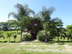 a house in the middle of a field with palm trees at Pilgrims Paradise Cabin 2 in San Ignacio