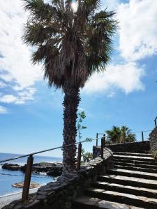 una palmera en una escalera junto al océano en MCStylo - Varandas Falésia, en Caniço