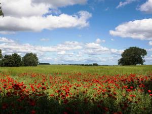 a field of red poppies in a green field at Landschek, Ferienhaushälfte "Das Ulmenhaus" in Morgenitz