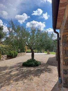 a tree sitting in the middle of a driveway at APARTMENT KORTINE in Sečovlje