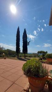 twee bomen en twee potplanten op een terras bij Il Paretaietto in Certaldo +17 foto's