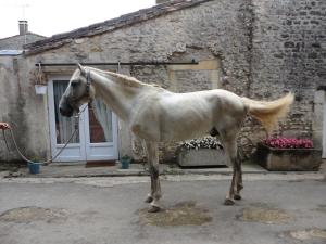 a white horse standing in front of a building at gite 1 des Ecuries du Seillery in La Clisse