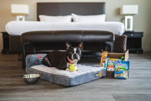einem Hund, der in einem Hundebett in einem Schlafzimmer liegt in der Unterkunft Santiago Marriott Hotel in Santiago