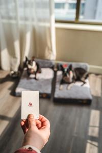 a person holding up a white card in front of two cats at Santiago Marriott Hotel in Santiago
