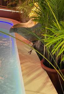 Gallery image of ABS Pool Condo in Nanwan