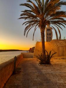 a palm tree sitting next to a wall and water at Room Ivana in Rab