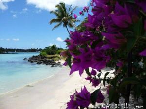 a beach with purple flowers and a palm tree at La villa de christiane in Grand-Baie