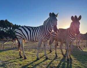 a group of zebras standing in a field with other animals at Kuanza Farmhouse and Lodge in Zambujeira do Mar