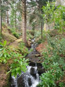 a stream of water in a forest with trees at Gardeners cottage in Pitlochry