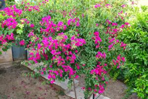 Gallery image of Eleftheria in Menídion +16 photos