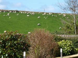 a herd of sheep grazing on a green field at Yr Hen Felin - The Old Mill B&B in Morfa Nefyn