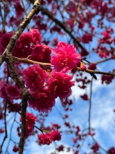 a bunch of pink flowers on a tree branch at Ming Zhen Homestay in Gukeng