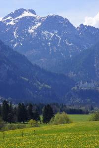 a field of yellow flowers in front of a mountain at Landlust am See in Schwangau