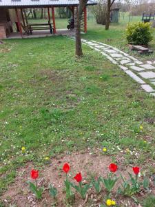 Zahrada ubytování House Kupa MB