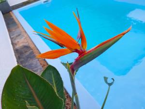 Kolam renang di atau dekat dengan Golden Square Villa & Private Pool