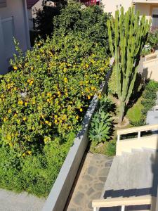 a garden with yellow flowers and a cactus at Lefteris Apartments in Ialysos Rhodes in Ialysos