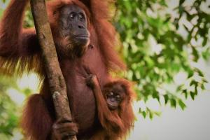 a monkey hanging from a tree with a baby monkey at Lucky Bamboo'Bungalows-Resto and Orangutan Jungle Trekking Tours in Bukit Lawang