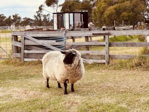 uma ovelha parada num campo ao lado de uma cerca em Bush Retreat Farm Stay 1BR em Alberton West
