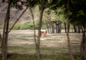 a brown dog walking in a field with trees at Explora en Parque Nacional Patagonia in Cochrane