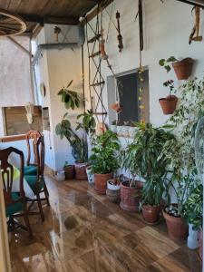 una stanza con un mucchio di piante in vaso sul pavimento di Casa Violeta a Aguadulce