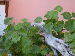 A garden outside Mare & Mirice - Case Appartamenti Vacanza