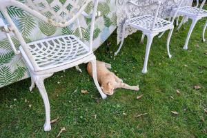 un perro tirado en la hierba bajo unas sillas en Villa Mimosa, 