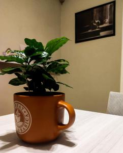 a plant in an orange coffee cup on a table at Ament's B&B in Siracusa