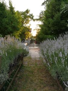 een rij paarse bloemen in een tuin bij Falco Bianco in San Daniele del Friuli