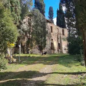 a dog standing in front of an old building at Agriturismo IL Paradiso di Berignone in Caprareccia
