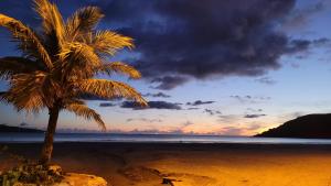 een palmboom op een strand met een zonsondergang bij Paraíso Azul - Praia de Barequeçaba in Barequeçaba