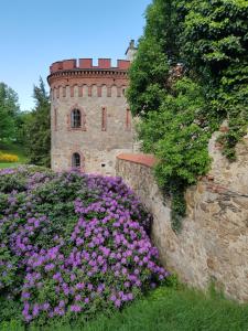 um castelo com flores roxas em frente a uma parede em Modrá růže Třeboň em Třeboň