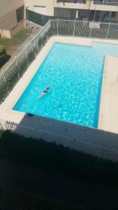 a bird swimming in a large swimming pool at Appartement Terrasse panoramique Piscine in Montpellier