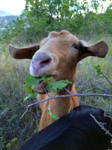 Gallery image of Il Monte Farmhouse in Torricella Peligna +33 photos