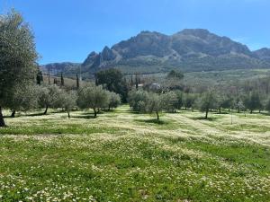 a field with trees and flowers with mountains in the background at Posada Niña Margarita in Priego de Córdoba