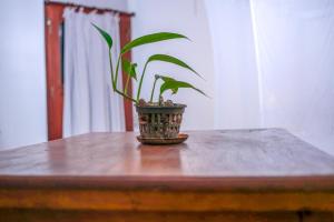 Fotografie z fotogalerie ubytování Knight Inn - Galle Fort v destinaci Galle