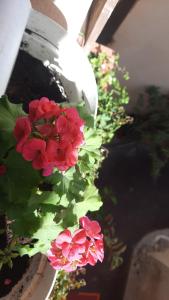 a bunch of red flowers in a white vase at Vieille Ville 2 - La Petite Maison à Safranier, 2 bedrooms, max 4 adults and 2 kids in Antibes