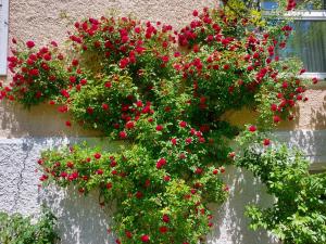 Un mucchio di fiori rossi su un muro di Villa Rosen - Ferienwohnungen a Bad Reichenhall