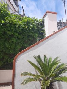 Cataldo Guest House في كابري: وجود نخلة جالسة بجانب جدار أبيض