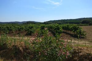 un vignoble avec des fleurs roses dans un champ dans l'établissement LES VIGNES ET LA PINEDE PRES DE LA PLAGE, à Saint-Tropez