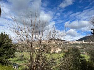 a tree in a field with a town on a hill at camere Rosignoli in Assisi +2 photos